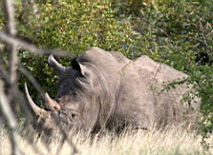 rhinos akeru IMG_4712.jpg